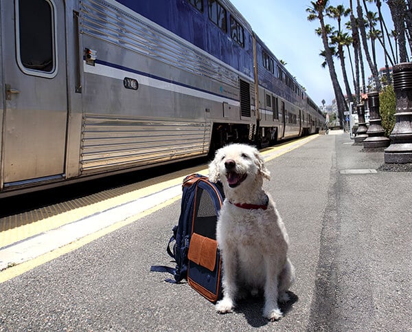 All Aboard, Pets | Pacific Surfliner