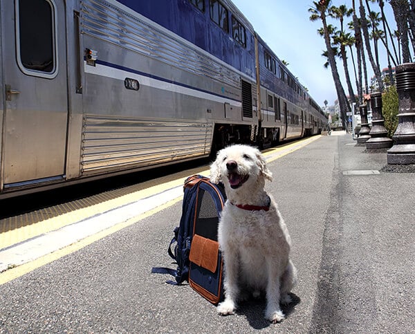 can i bring my dog on the train