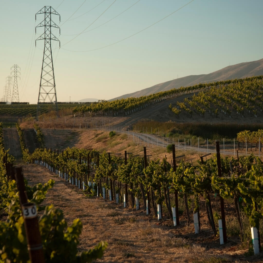 Rows of vineyards in scenic Edna Valley, Central Coast of California.