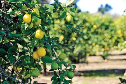 Lemon Fest participants