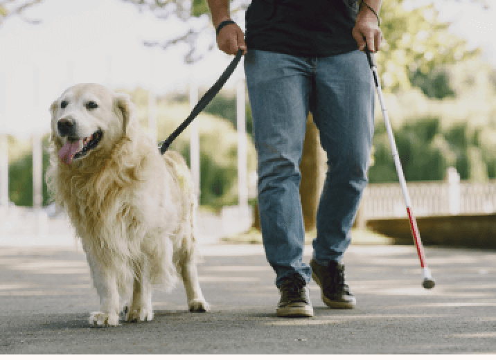 Service dog walking beside passenger